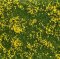 Noch 07255 - Bodendecker-Foliage Wiese gelb 12 x 18 cm