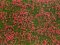 Noch 07257 - Bodendecker-Foliage Wiese rot 12 x 18 cm