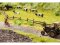 Noch 60773 - H0/TT Vegetations-Startset &quot;Am Wegesrand&quot;