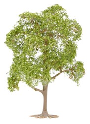 Faller 181801 - H0, TT, N Linde und Elsbeere