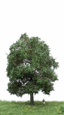 MBRmodel 51-2303 -Eiche Sommer 18-22cm
