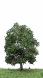 MBRmodel 51-2303 -Eiche Sommer 18-22cm