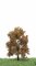 MBRmodel 52-2203 -Eiche Herbst 12-16cm