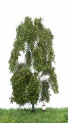 MBRmodel 51-2301 -Birke Sommer 18-22cm