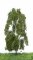 MBRmodel 51-2301 -Birke Sommer 18-22cm