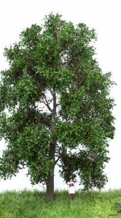 MBRmodel 51-2302 -Buche Sommer 18-22cm