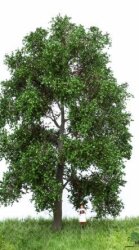 MBRmodel 51-2302 -Buche Sommer 18-22cm