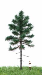 MBRmodel 51-4201 -Wei&szlig;tanne 12-16cm