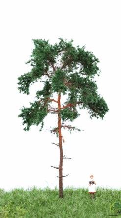 MBRmodel 51-4204 -Waldkiefer 12-16cm