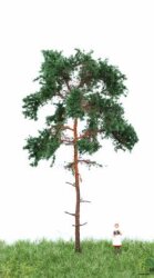 MBRmodel 51-4204 -Waldkiefer 12-16cm