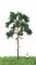MBRmodel 51-4204 -Waldkiefer 12-16cm