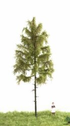 MBRmodel 51-4302 -Waldl&auml;rche Sommer 18,22cm