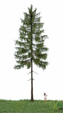 MBRmodel 51-4402 - Europ.Waldl&auml;rche Sommer 30-40cm