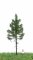 MBRmodel 51-4205 -Waldfichte 12-16cm
