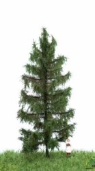 MBRmodel 51-4206 -Waldfichte 12-16cm