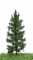 MBRmodel 51-4206 -Waldfichte 12-16cm