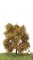 MBRmodel 52-2103 - Eiche Herbst 6 &ndash; 10cm