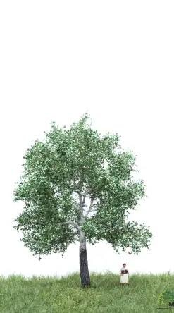 MBRmodel 51-2205 - Silber Pappel 12 &ndash; 16cm