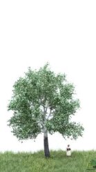 MBRmodel 51-2205 - Silber Pappel 12 &ndash; 16cm