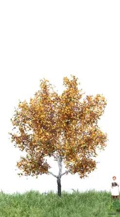 MBRmodel 52-2105 - Silber Pappel Herbst 6 &ndash; 10 cm