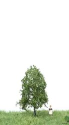 MBRmodel 51-2101 - Birke Sommer 6 &ndash; 10cm