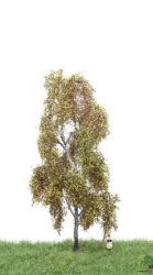 MBRmodel 52-2301 - Birke Herbst 18-22cm