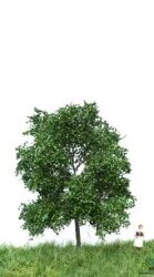 MBRmodel 51-2102 - Buche Sommer 6-10cm