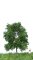 MBRmodel 51-2102 - Buche Sommer 6-10cm