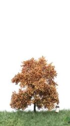 MBRmodel 52-2102 - Buche Herbst 6 &ndash; 10cm