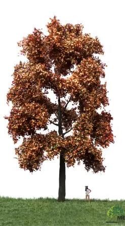 MBRmodel 52-2402 - Buche Herbst 30 &ndash; 40cm