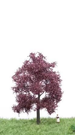 MBRmodel 51-2214 - Blutbuche 12-16cm