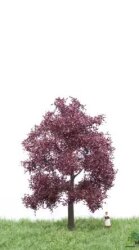 MBRmodel 51-2214 - Blutbuche 12-16cm