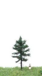 MBRmodel 51-4101 - Wei&szlig;tanne 6-10cm