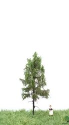 MBRmodel 51-4102 - Europ.Waldl&auml;rche Sommer 6-10cm
