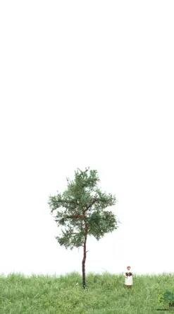 MBRmodel 51-4104 - Waldkiefer 6-10cm
