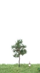 MBRmodel 51-4104 - Waldkiefer 6-10cm