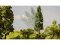 Noch 21775 - H0,TT micro-motion Fallender Baum "Tanne" 17 cm hoch, 6 cm breit