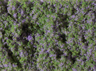 Auhagen 76931 -  Blumenmatte violett