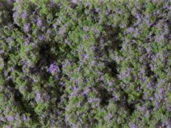 Auhagen 76931 - / Blumenmatte violett