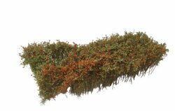 MBRmodell 50-5018 - Str&auml;ucher rot bl&uuml;hend