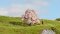 Noch 20147 - G,1,0,H0,H0M,H0E,TT,N,Z Kirschbaum 6 cm hoch