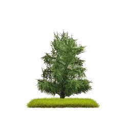 Busch 3805 - 2 Fichten 80 mm H0/N/TT