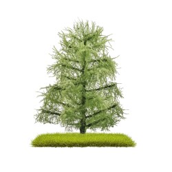 Busch 3811 - 2 L&auml;rchen Sommer 80 mm H0/N/T