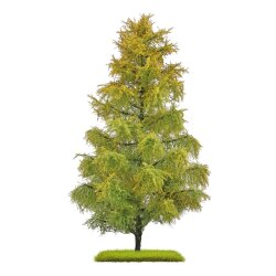 Busch 3817 - L&auml;rche Sp&auml;tsommer 210 mm H0/TT