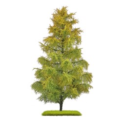 Busch 3817 - L&auml;rche Sp&auml;tsommer 210 mm H0/T