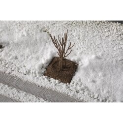 Auhagen 70951 -  Junge B&auml;ume Winter